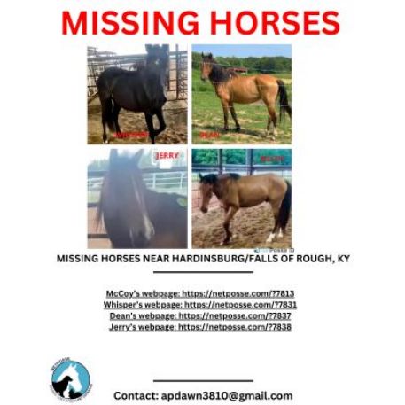 MISSING Horse - McCoy